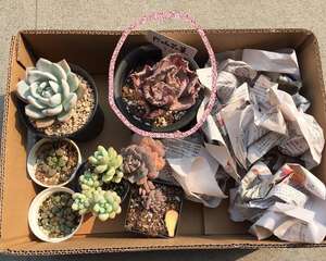 一颗花菜的励志蜕变，这样励志的包菜你是否会爱上她呢？