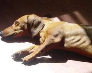 宠物疫苗多少钱一针