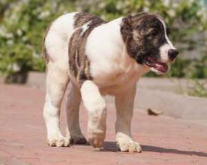 中亚牧羊犬怎么养？中亚牧羊犬饲养
