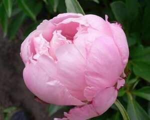 芍药的插花特色