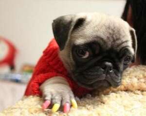 狗狗需要带指甲套吗？狗带指甲套有什么作用？