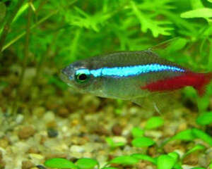 红绿灯鱼的外形特点