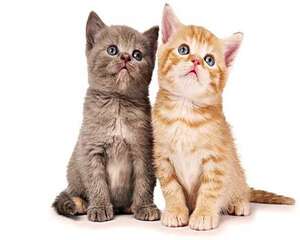 你知道公猫和母猫的区别吗？
