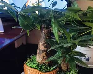 这花就得穷养，塞进小盆，少浇水，越长越旺！