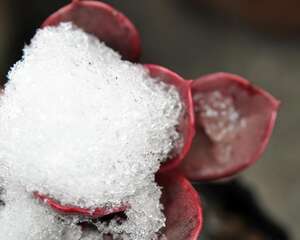 不尝试就没有收获，零℃以下的多肉植物原来竟可以这般欺霜傲雪