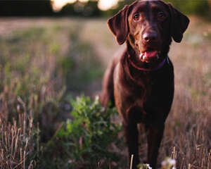 内外兼顾养出狗狗靓丽毛发