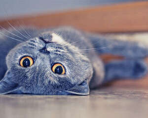 不会在猫砂盆里大便的猫咪