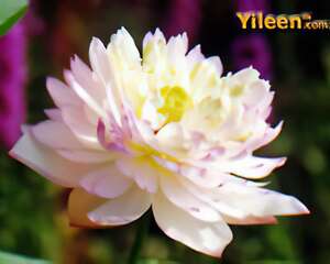 荷花新品之杏花粉