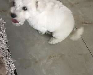 狗狗大小便训练的方法以及心得体会