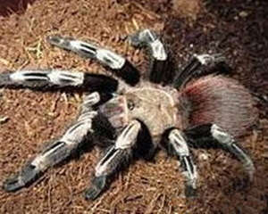 巴西白间红尾的饲养要点