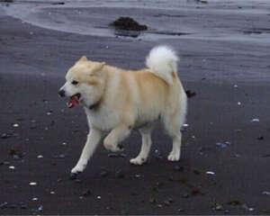 冰岛牧羊犬的形态特征