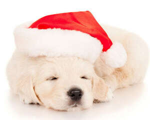 狗狗穿衣的特殊注意事项