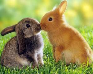 兔子主动亲吻你不是不可能