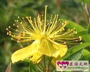 土连翘、金丝桃的花语：迷信
