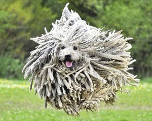 来自匈牙利的大型拖把——可蒙犬