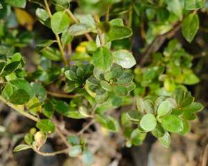 杜鹃对水分的要求