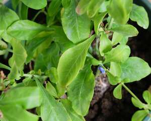 蓝雪花打顶步骤