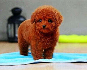 贵宾犬的品种简介