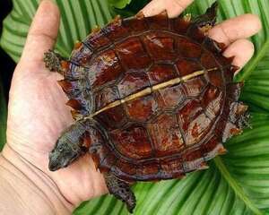 怎样挑选一只健康的太阳龟