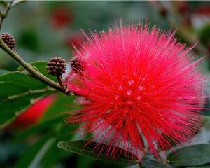 朱缨花花语：奔放