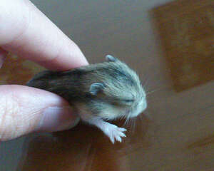 如何防止仓鼠中风及治疗中风