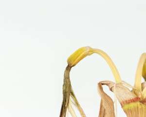 朱顶红烂球能自愈吗