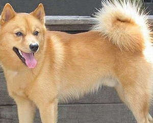 犬的直肠固定术方法