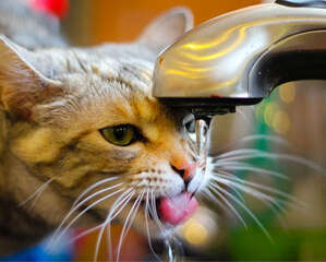 揭秘猫的超聪明喝水方式