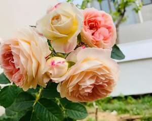 30种最漂亮的月季，春天必须来一盆，让你一次养个够！