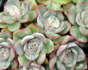 多肉植物冬季如何养护？看生物学专业学霸给出怎样的答案