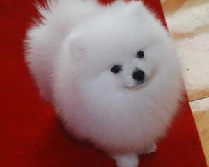 博美犬寿命多久