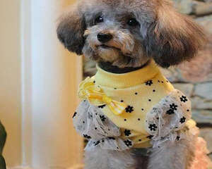 冬季狗狗养护四大误区