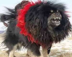 鬼獒价格是多少，鬼獒多少钱一只？