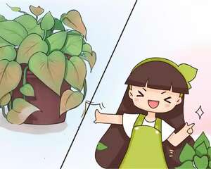 40℃高温，给花这么浇水，浇1盆死1盆！