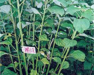 品质最好的纤维植物(图）
