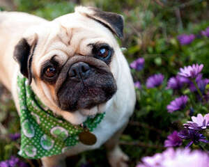 巴哥犬掉毛多吗