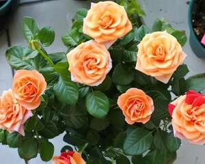 从开花到死掉，15天不到，谁能告诉我为什么？