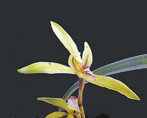 绚丽多姿的湖南兰花