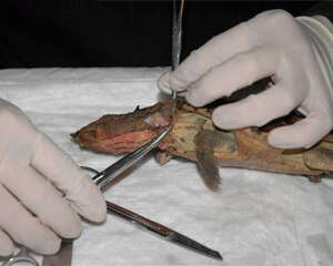 玛塔龟的尸检及解剖记录