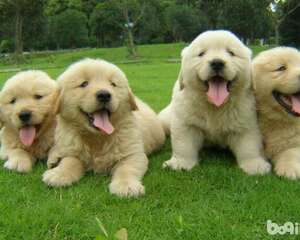 哪些狗狗最忠诚?几种对人类最忠诚的狗狗