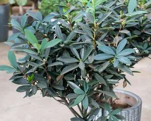 茶花能养在室内吗