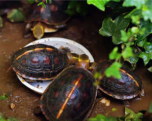 黄缘闭壳龟的挑选方法