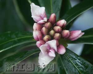 金边瑞香的家庭莳养（图）