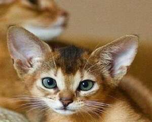 纯种的阿比西尼亚猫多少钱？阿比西尼亚猫价格