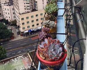 高层住户养肉典范！25楼阳台养肉一样可以很有范儿