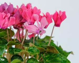 仙客来夏天怎么养