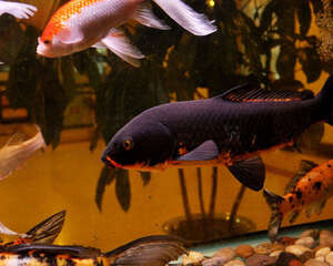 一些常用药物在观赏鱼饲养中的用药时机及给药途径