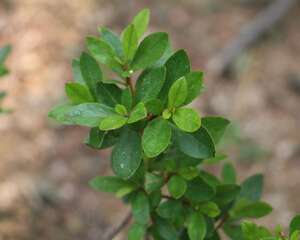 盆栽西洋鹃怎么养殖