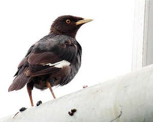 八哥鸟感冒如何治疗