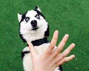 哈士奇犬种介绍